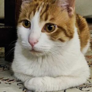واگذاری گربه DHS