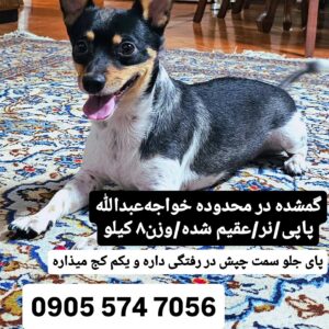 پاپی گم شده