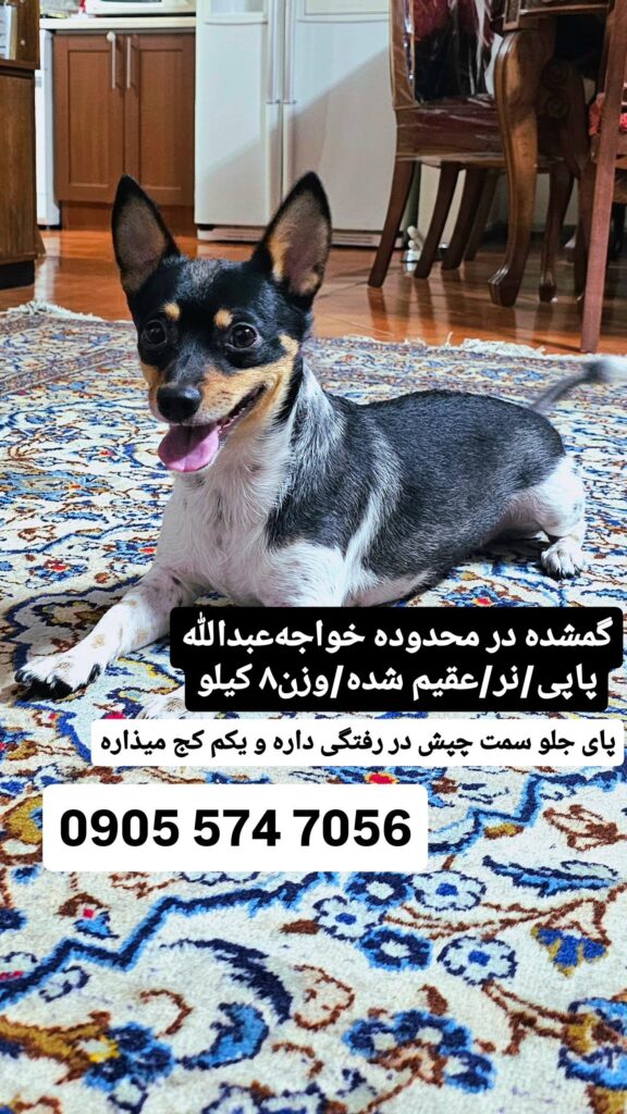 پاپی گم شده