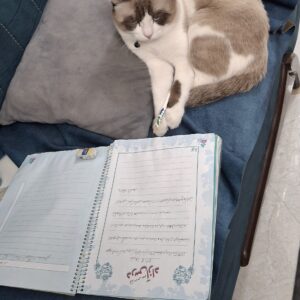 موکا گربه نژاد رگدال زیبا