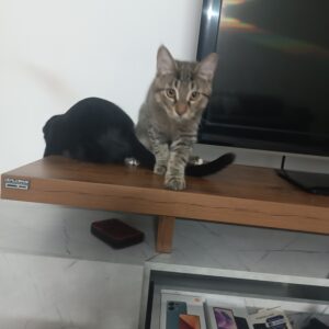 واگذاری رایگان سه بچه گربه