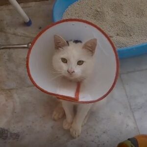 پشمک