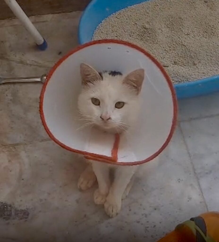 پشمک