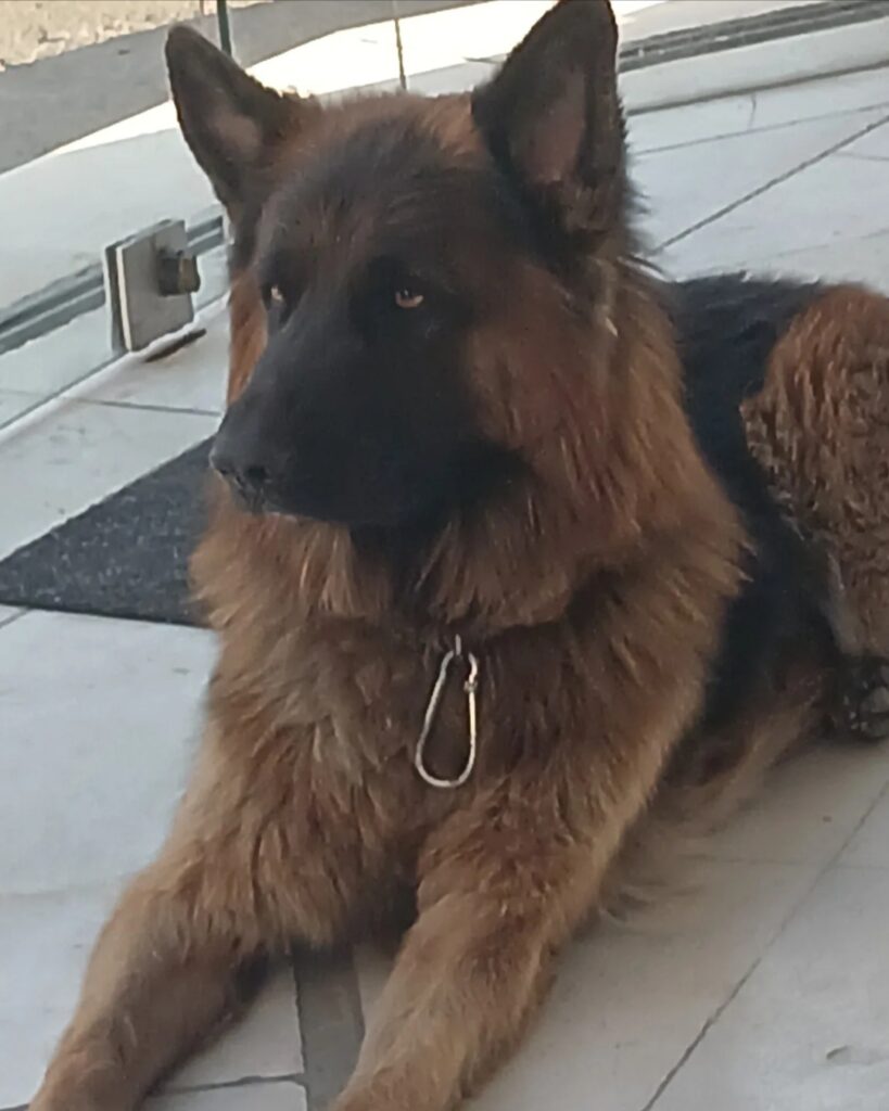 سگ ژرمن شپرد گمشده