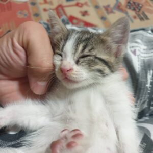 بچه گربه ۱ ماهه