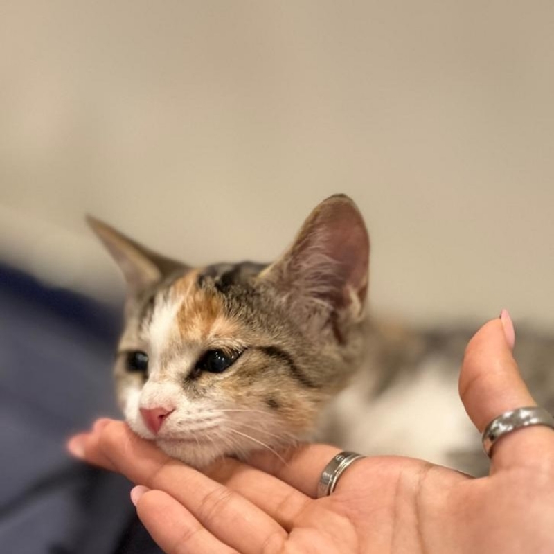 واگذاری گربه ۳ ماهه