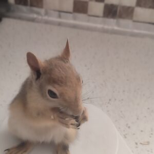 سنجاب گم شده