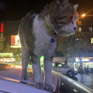 گربه dsh نزدیک سه راه طالقانی زنگوله آبی