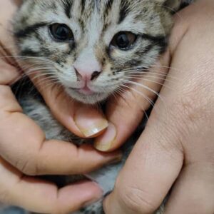 گربه DSH