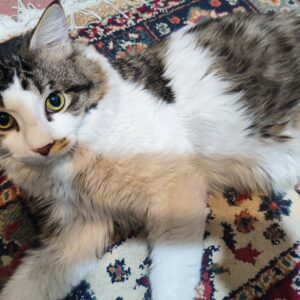 گربه پسر یکساله مهربون و بازیگوش