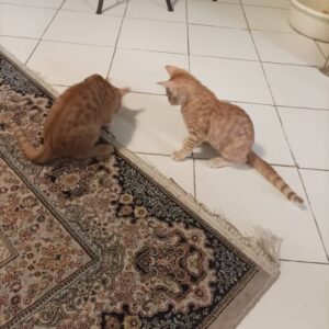 واگذاری دو بچه گربه نارنجی