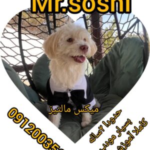 آقا سوشی مالتیز میکس فوق‌العاده زیبا و جذاب