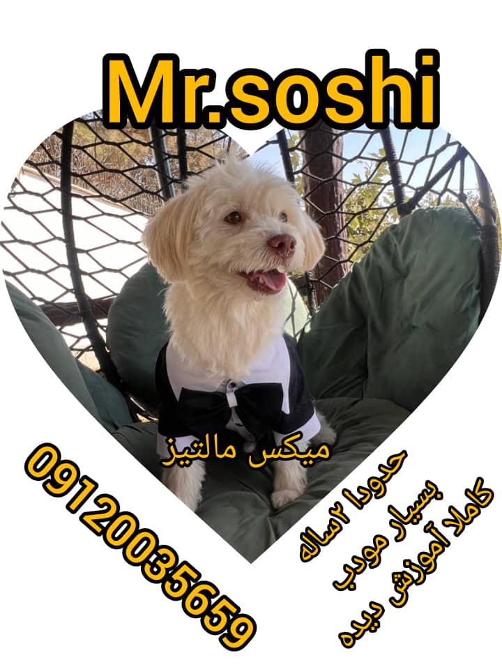 آقا سوشی مالتیز میکس فوق‌العاده زیبا و جذاب