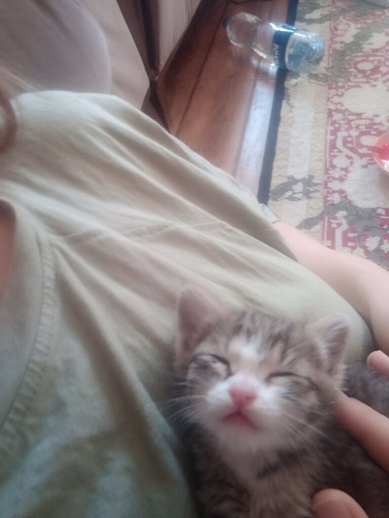 بچه گربه
