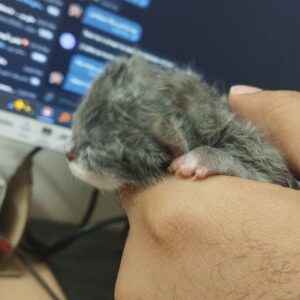 گربه نوزاد