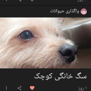 سگ گمشدم