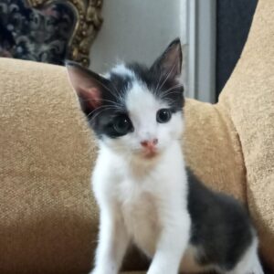 واگذاری بچه گربه بامزه