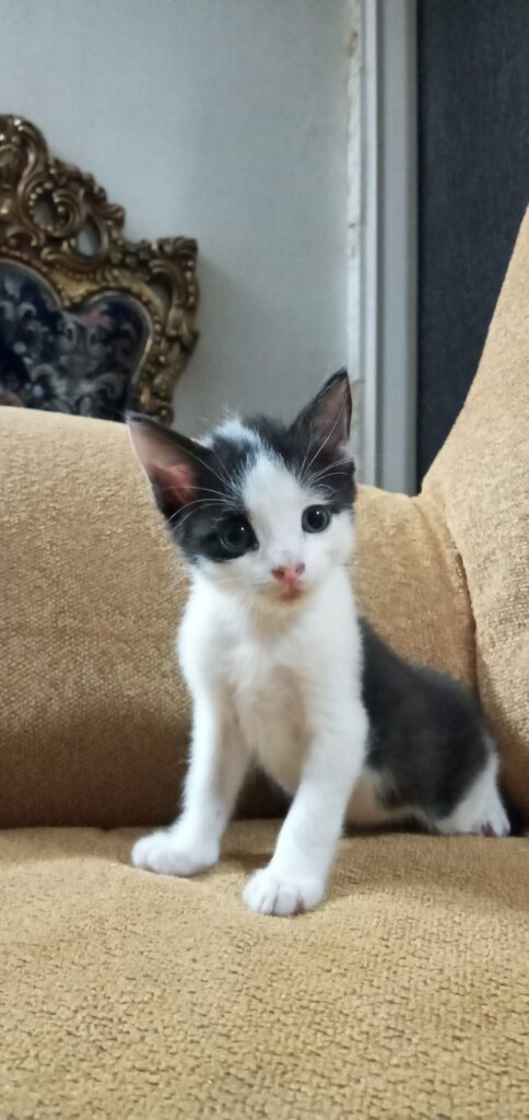 واگذاری بچه گربه بامزه