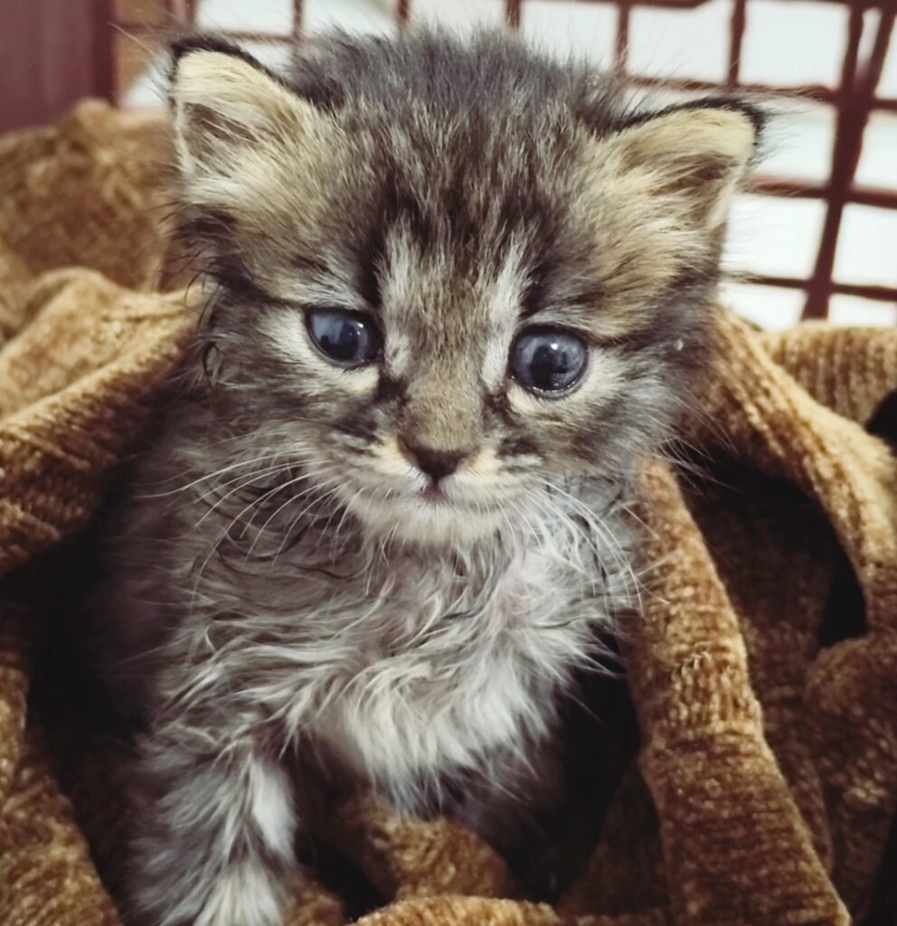 واگذاری بچه گربه DSH