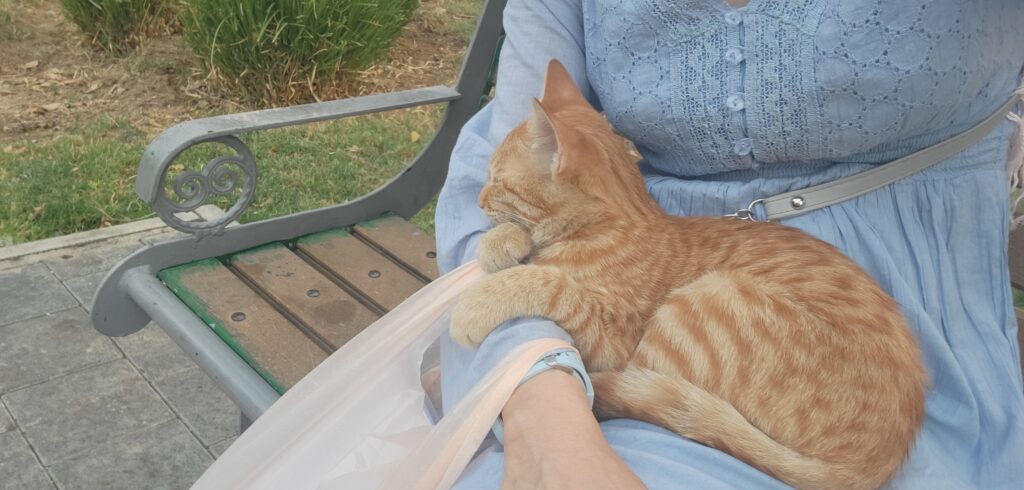 لطفا به این گربه کمک کنید