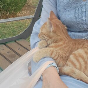 لطفا به این گربه کمک کنید