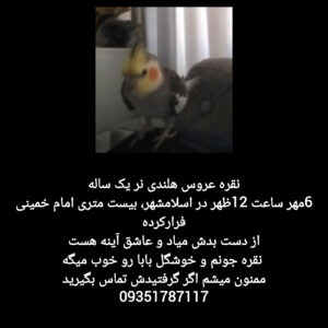 عروس هلندی گمشده