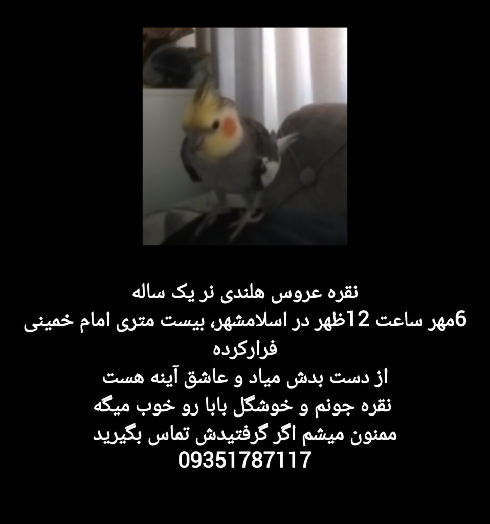 عروس هلندی گمشده