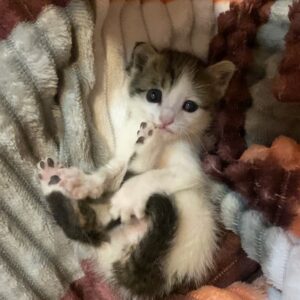 بچه گربه یک ماهه