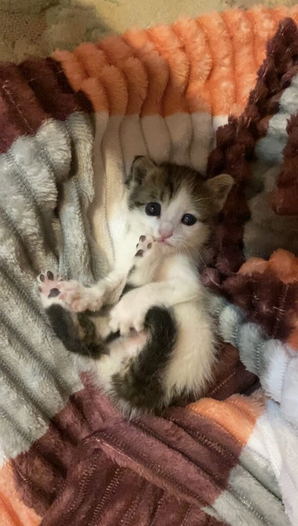 بچه گربه یک ماهه