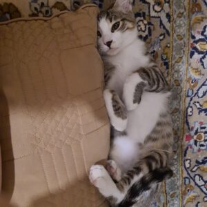گربه DSH همایون مامان