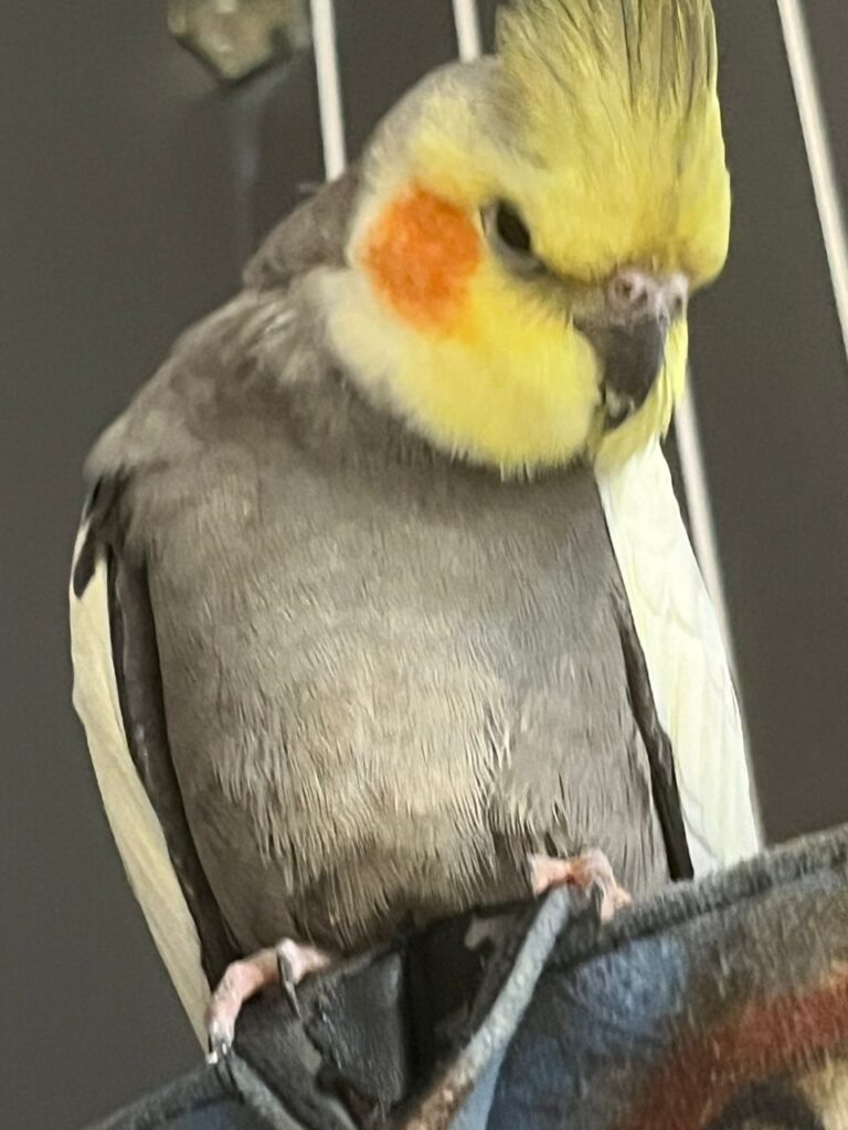 عروس هلندی گم شده