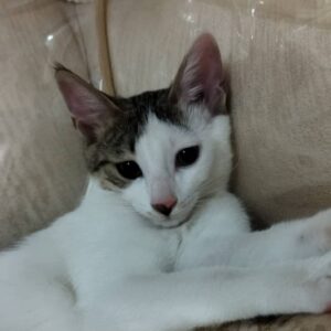 واگذاری بچه گربه