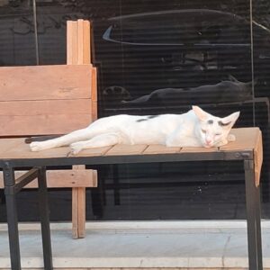 گربه DSH