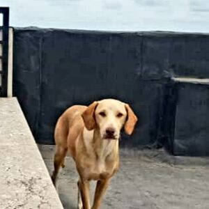 پوینتر.ماده.عقیم‌شده.طلایی.گوش بلند آویزان.دماغ و دهان صورتی.چشم روشن