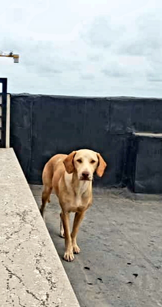 پوینتر.ماده.عقیم‌شده.طلایی.گوش بلند آویزان.دماغ و دهان صورتی.چشم روشن