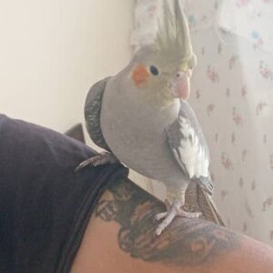 *دو جوجه عردس هلندی ۳ ماهه لوتینو و سینامون