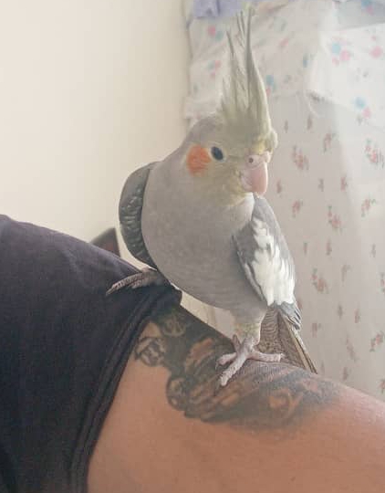 *دو جوجه عردس هلندی ۳ ماهه لوتینو و سینامون