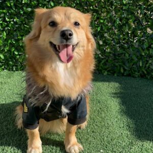 واگذاری رایگان