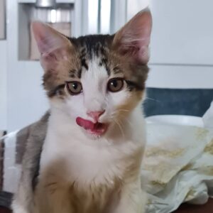 ۲عددگربه مشکی وسفیدطوسی