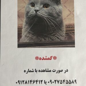 گربه گمشده
