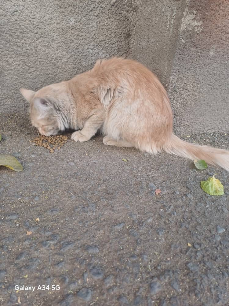 گربه‌ی نارنجی رها شده