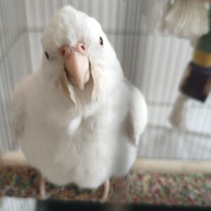 عروس هلندی گمشده