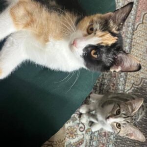 واگذاری ۳ عدد گربه خوشگل