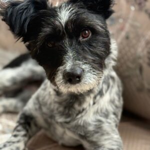 پیدا شده حوالی فرمانیه