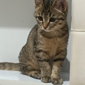 گربه ناز و ساکت