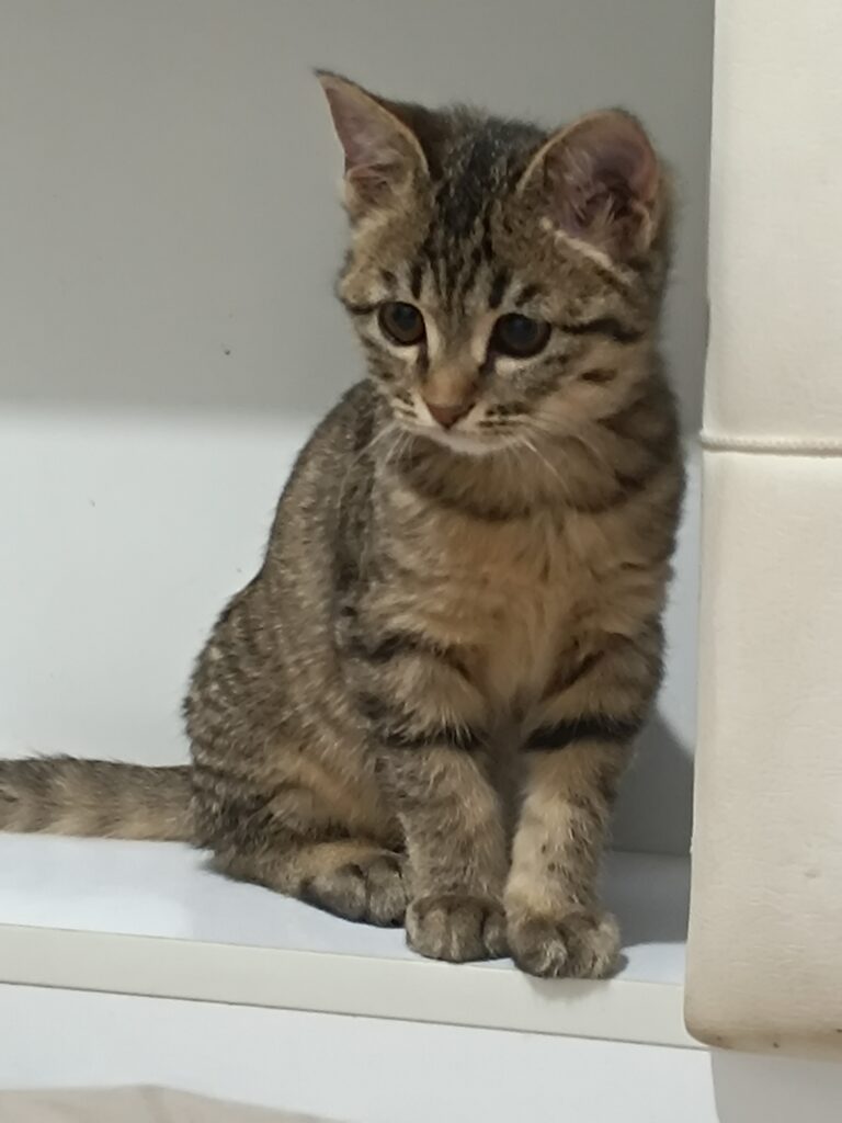 گربه ناز و ساکت