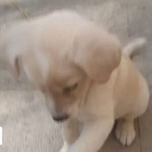 واگذاری سگ اپارتمانی