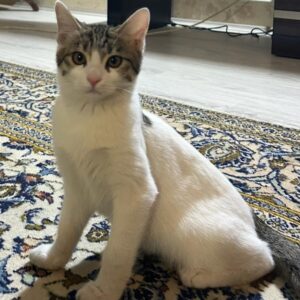 واگذاري رايگان گربه با نمك و بغلي😻🐈