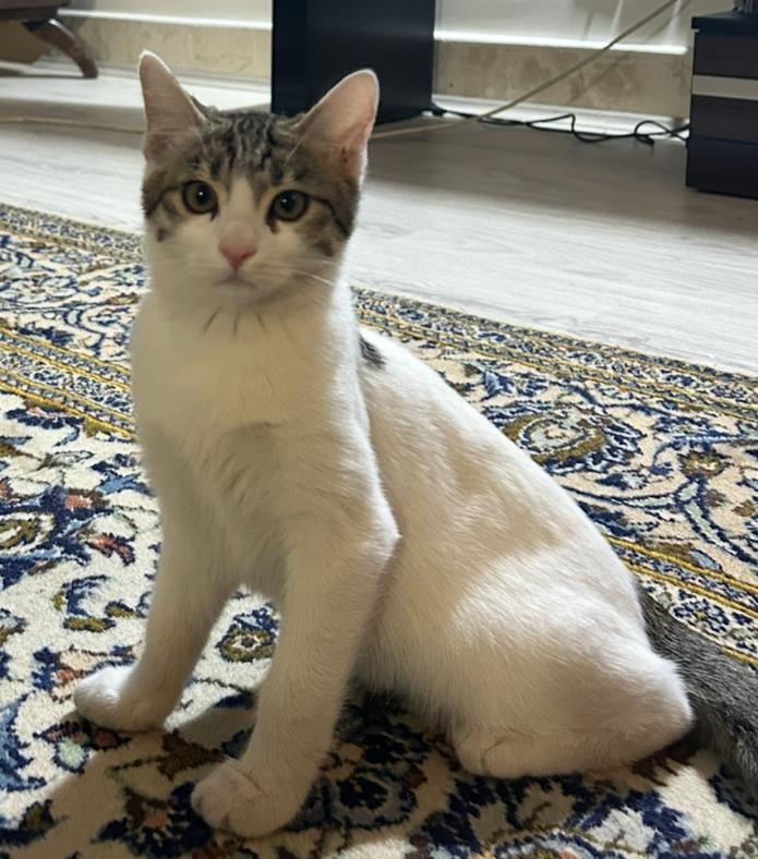 واگذاري رايگان گربه با نمك و بغلي😻🐈