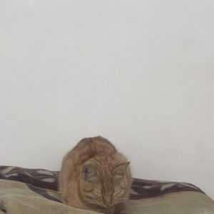 مارچلو گربه نر کاملا آروم و خونگی